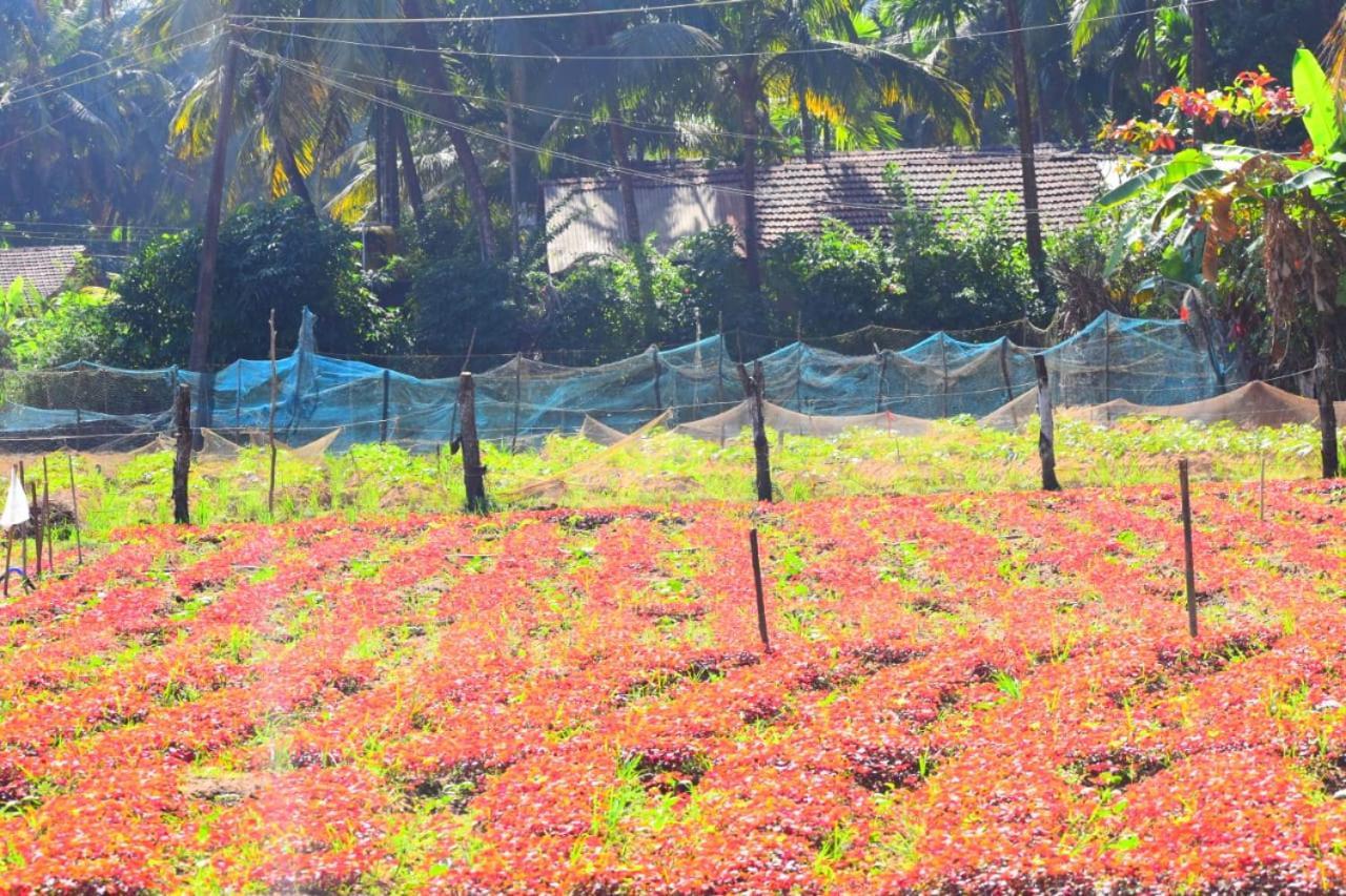 Gokarna Ocean Pearl Guest House Gokarna (Karnataka)