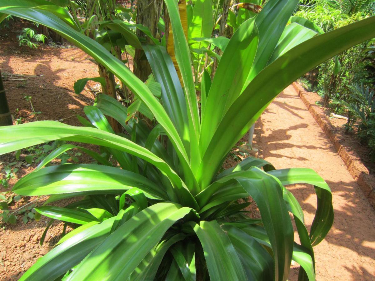 Namaste Yoga Farm Holiday home Gokarna (Karnataka)