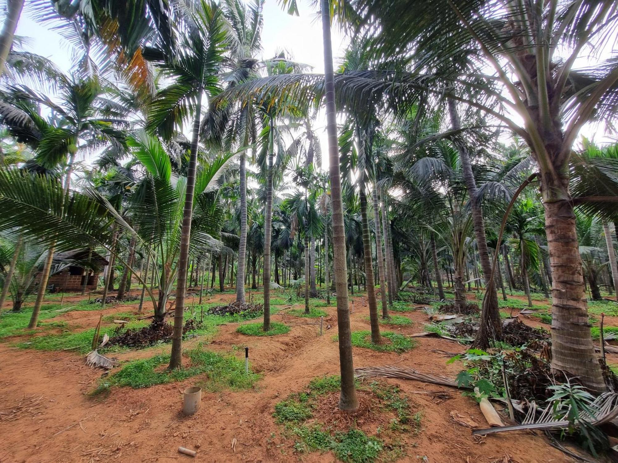 Farm Near Gokarna Bhavikodla With Kitchen Gokarna (Karnataka)