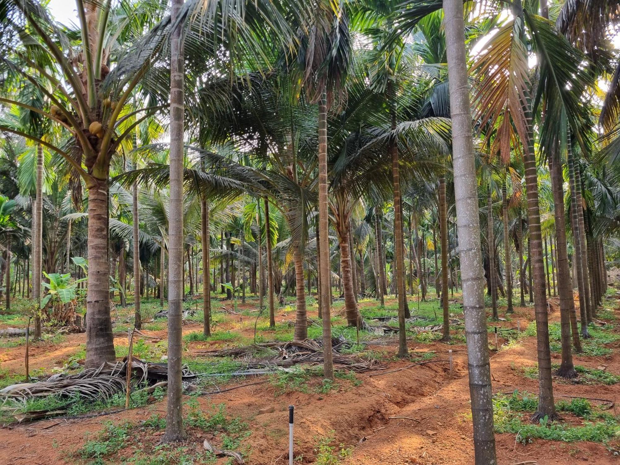 Apartment Farm Near Gokarna Bhavikodla With Kitchen