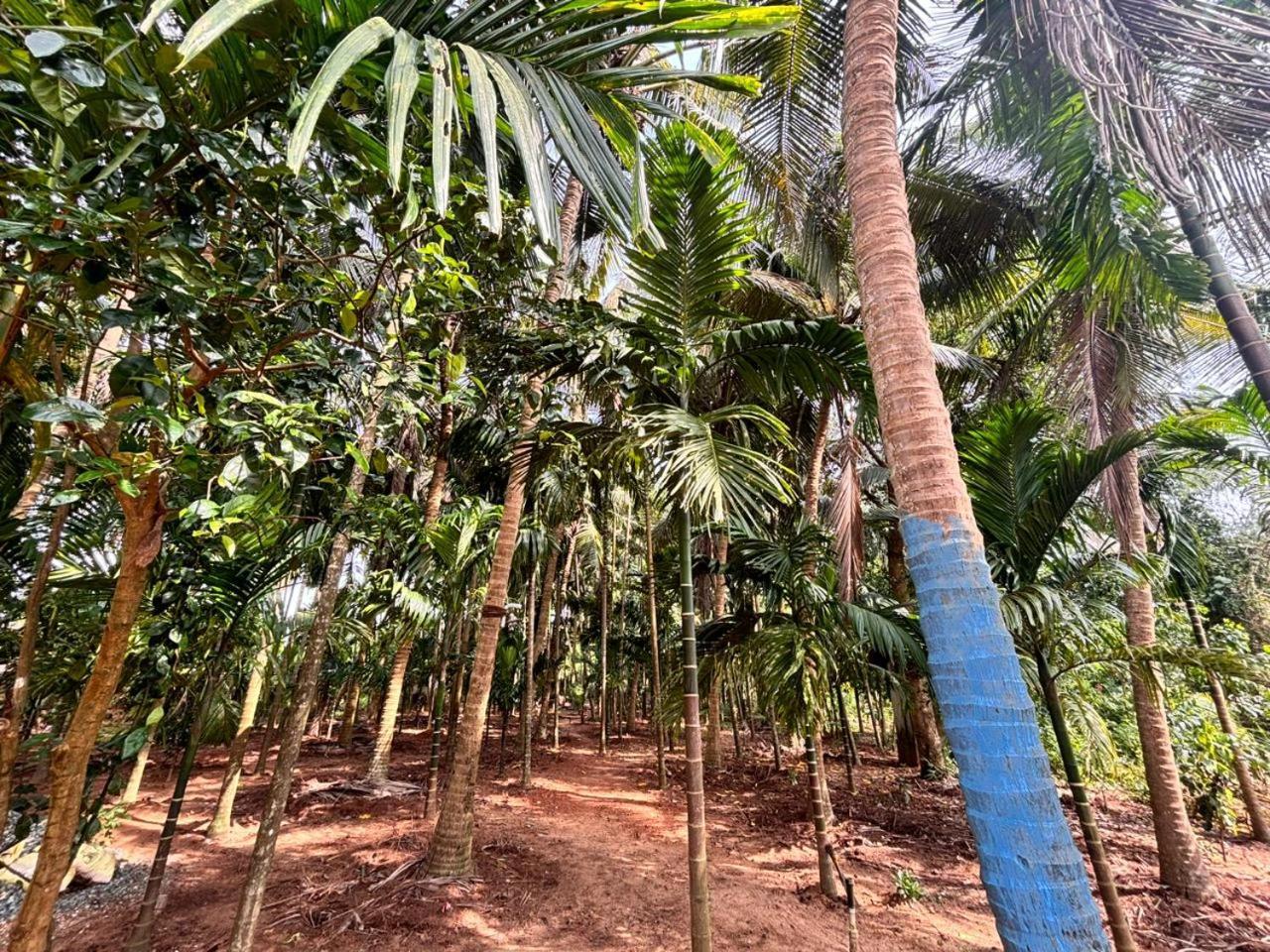 Betel Coast * Gokarna (Karnataka)