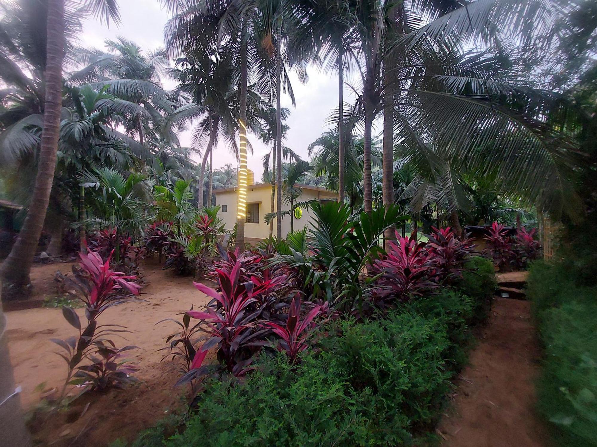 Areca Nest * Gokarna (Karnataka)