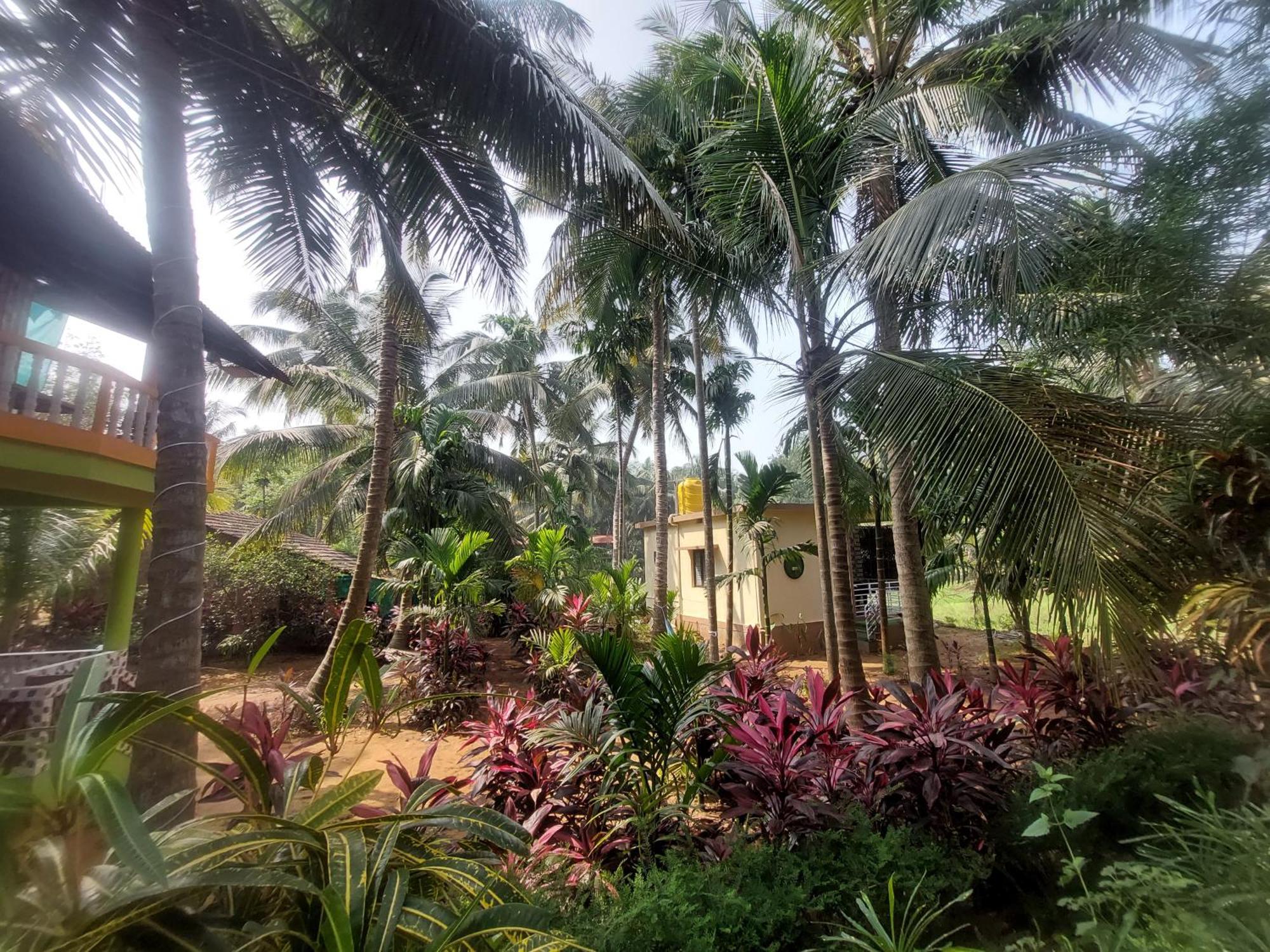 Areca Nest