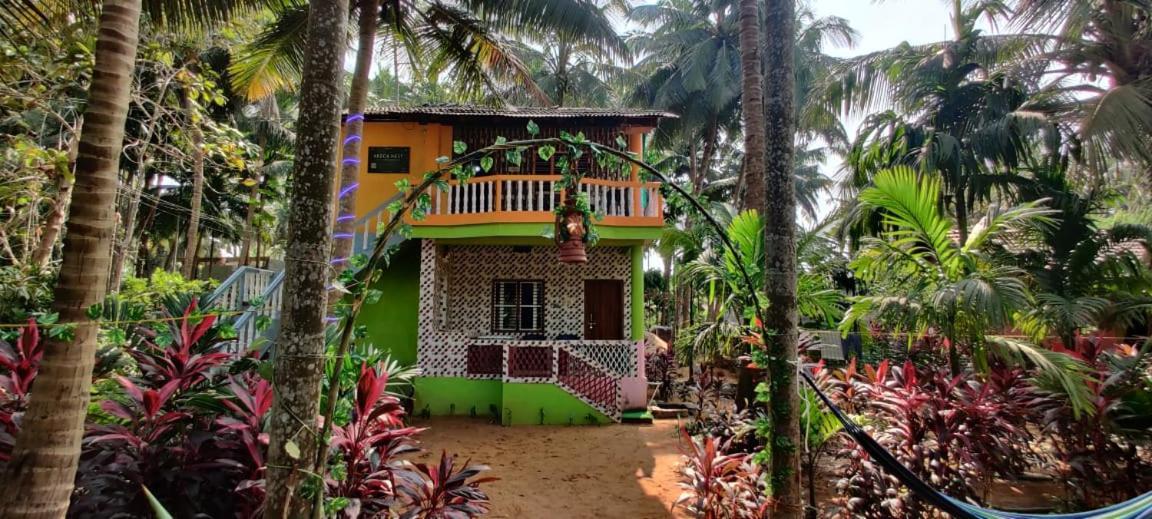 Areca Nest *