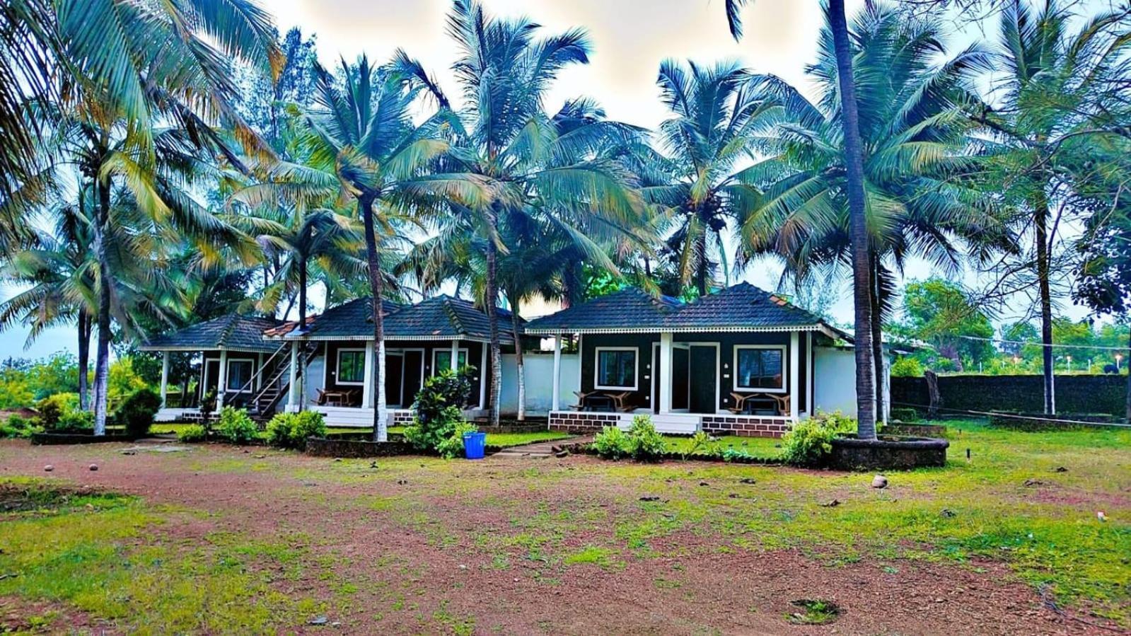 Coconut Tree Gokarna * Gokarna (Karnataka)
