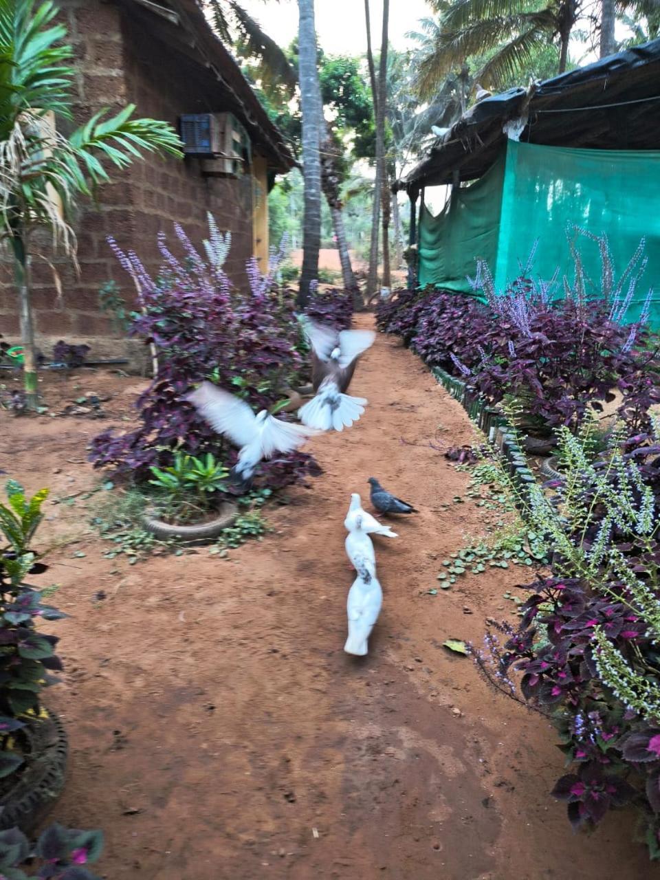 River Breeze Gokarna Homestay *
